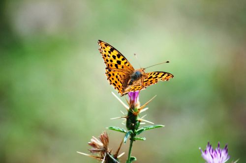 butterfly nature beauty