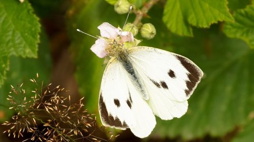 butterfly white cabbage butterfly