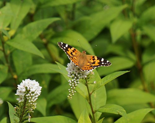 butterfly garden nature