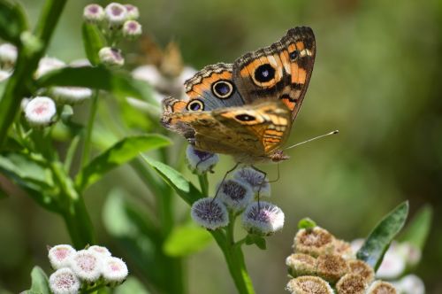 butterfly nature purity