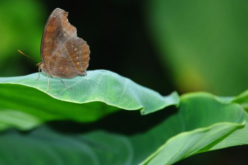 butterfly insect leaf