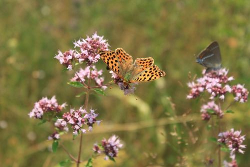 butterfly fritillary gorj