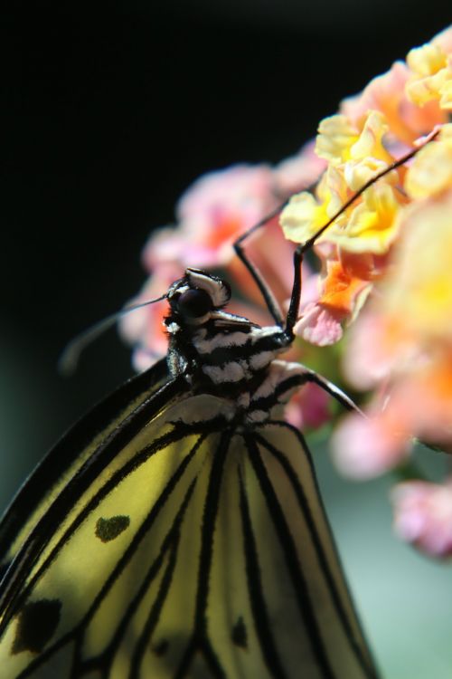 butterfly insect macro