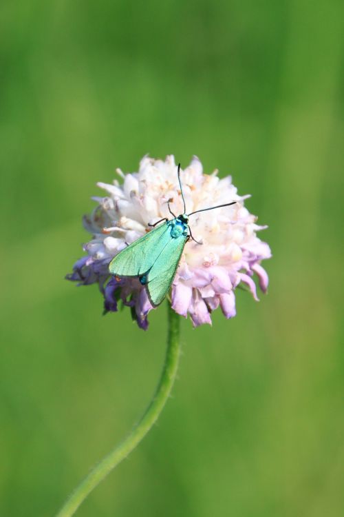 butterfly green metallic