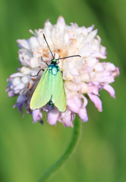 butterfly green metallic