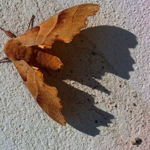 butterfly elvis presley silhouette