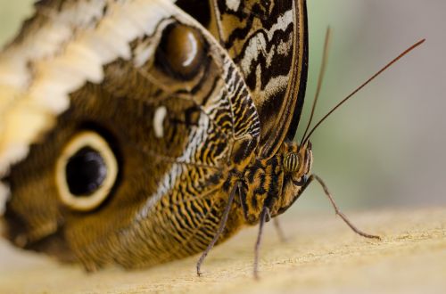 butterfly macro eyes