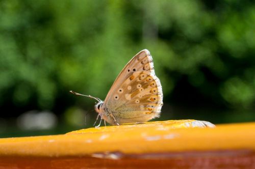 butterfly insect nature