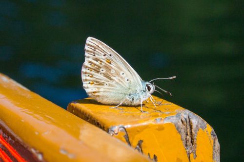 butterfly insect nature