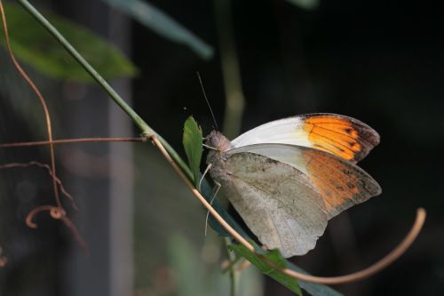 butterfly great aurorafalter hebomoia glaucippe