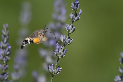 butterfly forage lavender