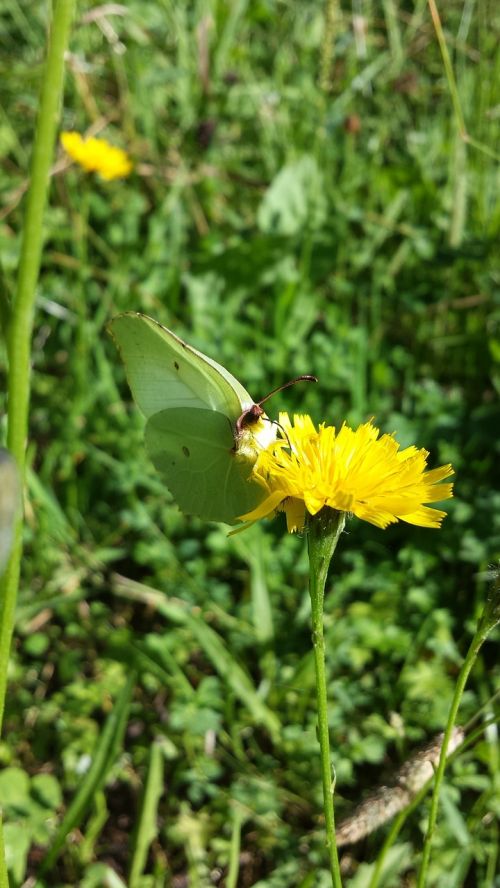 butterfly yellow summer