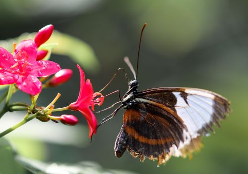 butterfly insect wing