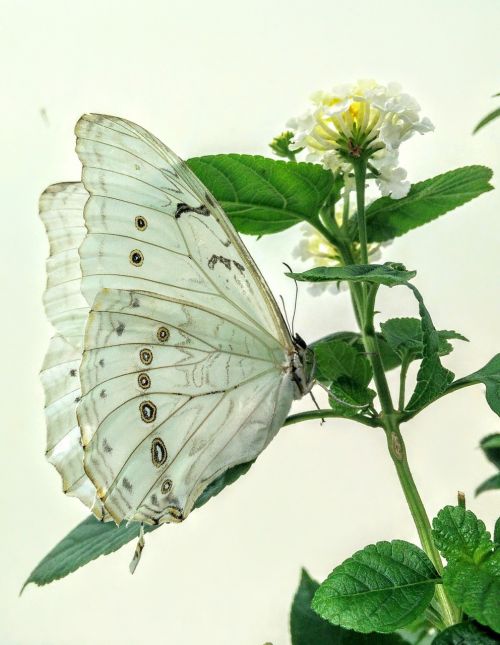 butterfly white flower