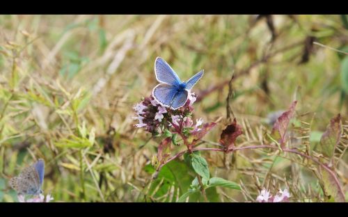 butterfly background screen