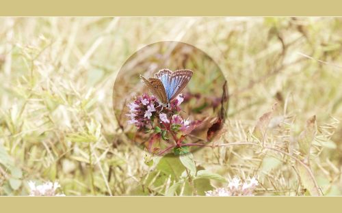 butterfly background screen