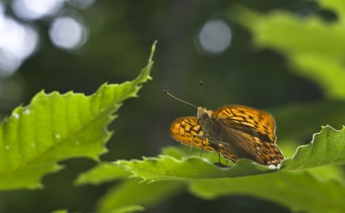 butterfly fritillary summer
