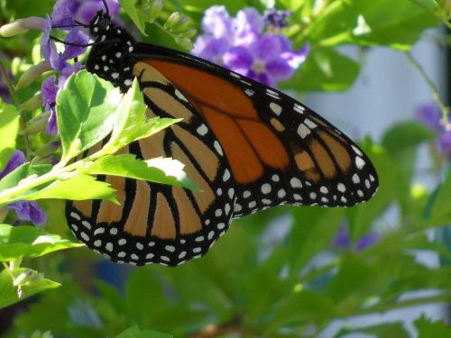 butterfly animal insect