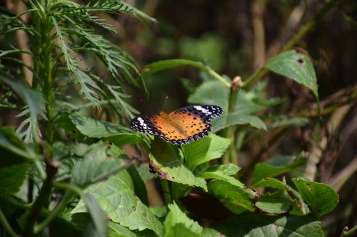 butterfly leaves summer