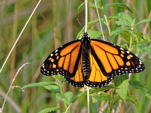 butterfly monarch butterfly monarch
