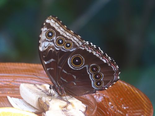 butterfly blue morphofalter morpho peleides