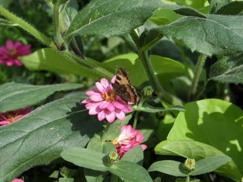 butterfly nature animal world