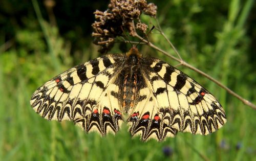butterfly southern festoon polyxena