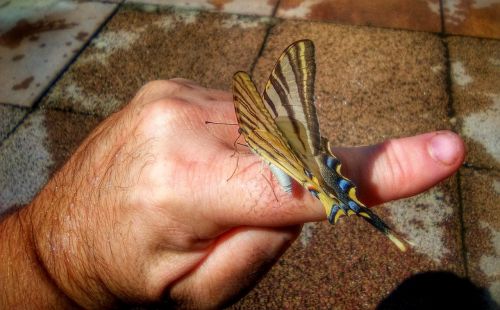 butterfly hand psychology