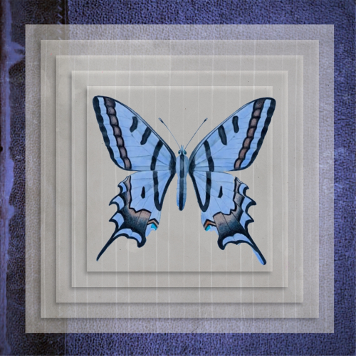 butterfly frame design