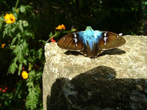 butterfly blue insect
