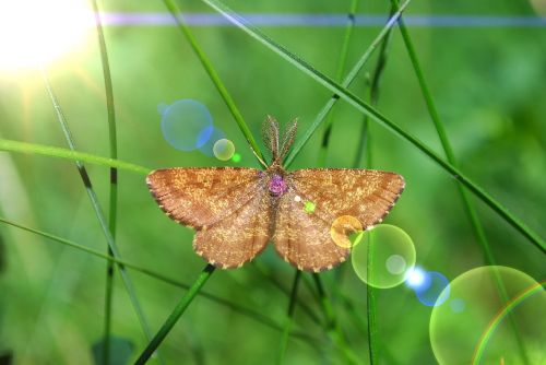butterfly moth grass