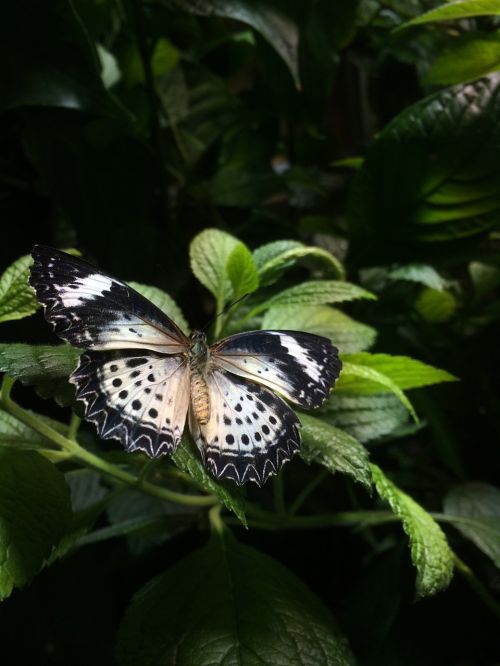 butterfly beauty nature