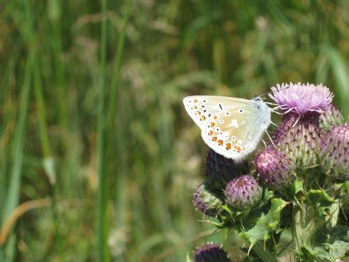 butterfly thistle sligo