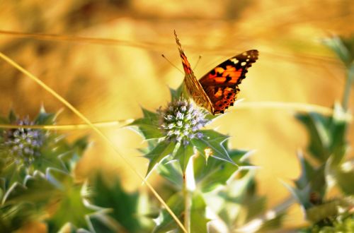 butterfly thistle close