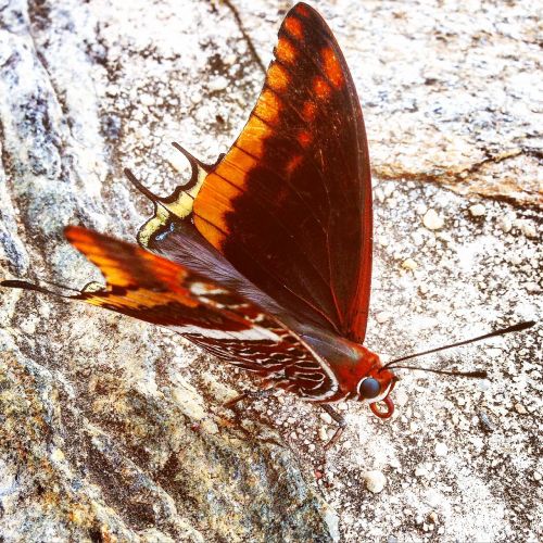 butterfly wings pebbles