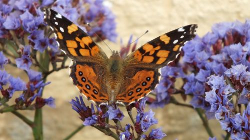 butterfly beach garden