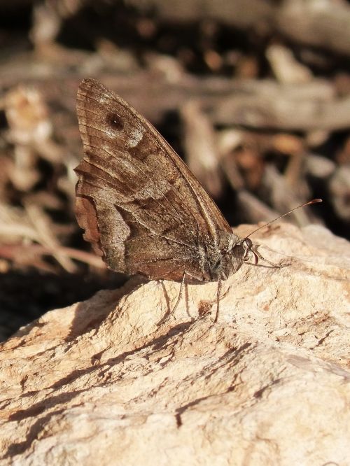 butterfly brown rock