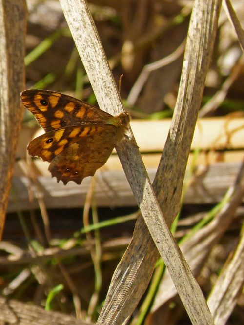 butterfly monarch detail