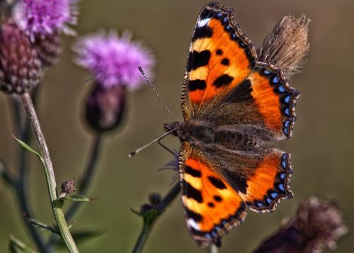 butterfly flower insect