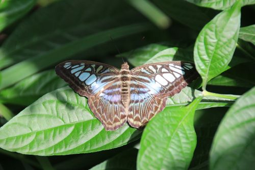 butterfly insect