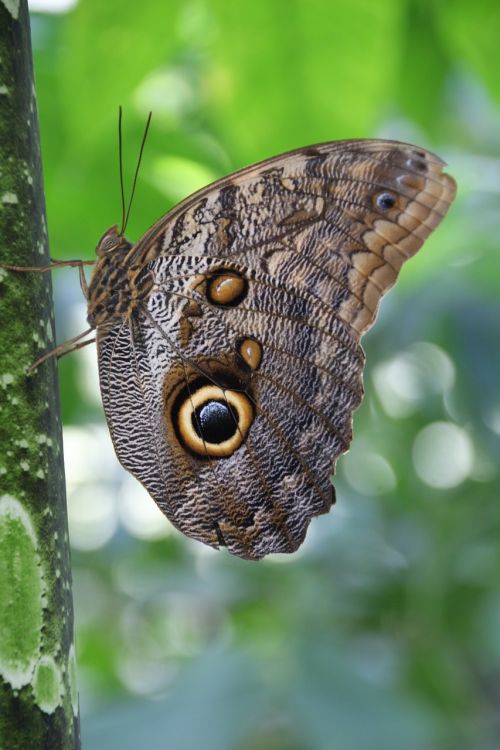 butterfly insect morphosfalter