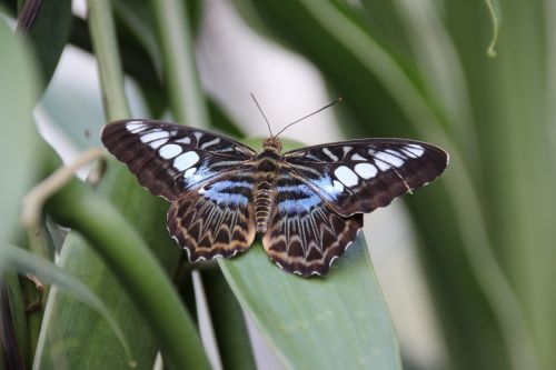 butterfly insect