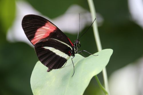 butterfly black insect