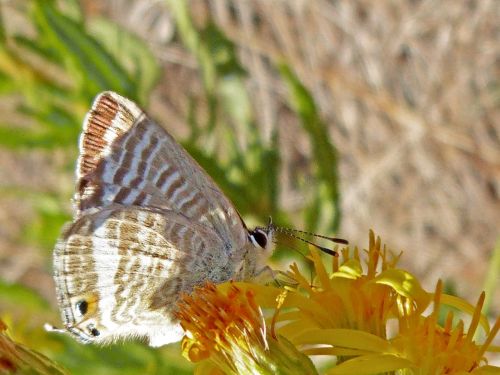 butterfly flower libar