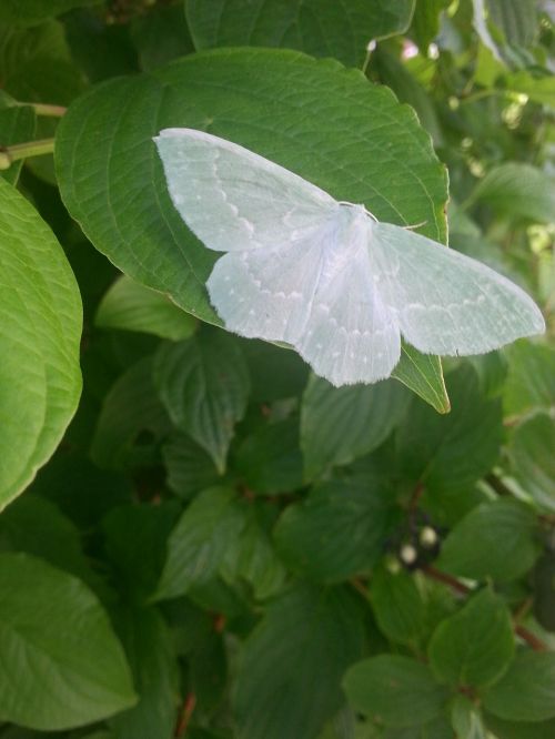 butterfly leaf white