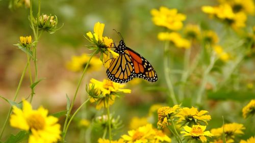 flower butterfly yellow
