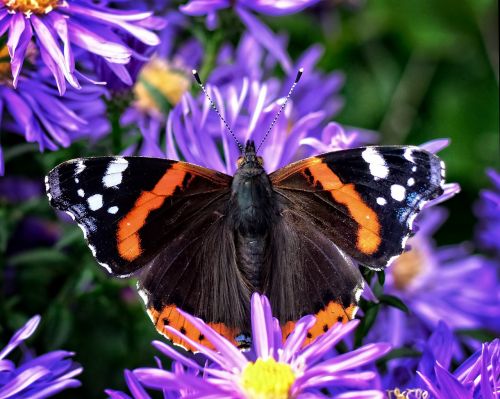 butterfly admiral vanessa atalanta