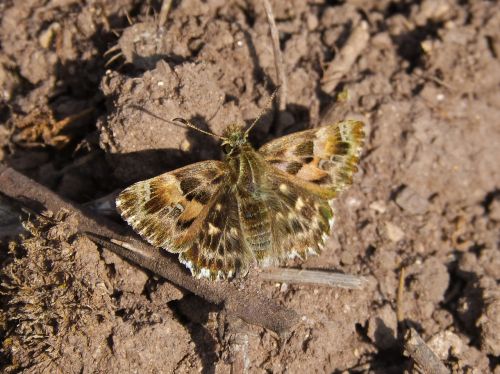 butterfly brown small