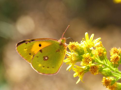 butterfly orange green