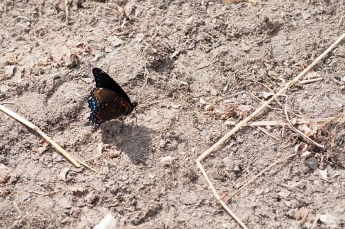 butterfly nature insect